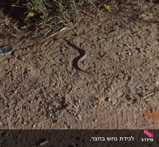 נחש על אדמה עם צמחייה מסביב